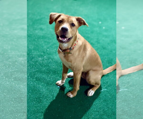 Medium Photo #4 Labrador Retriever-Unknown Mix Puppy For Sale in Tarrytown, GA, USA