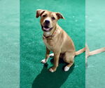 Small #3 Labrador Retriever Mix