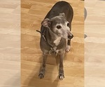 Small Photo #1 Italian Greyhound Puppy For Sale in FRANKFORT, IN, USA