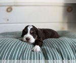 Puppy Puppy 2 Aussiedoodle Miniature -Cocker Spaniel Mix