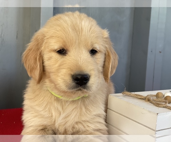 Medium Photo #1 Golden Retriever Puppy For Sale in PHOENIX, AZ, USA