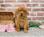 Small #8 Labrador Retriever