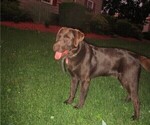 Small Photo #1 Labrador Retriever Puppy For Sale in LOUDONVILLE, OH, USA