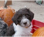 Puppy Cowboy Labradoodle