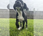 Small #3 Huskies -Labrador Retriever Mix