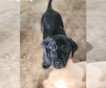 Small Photo #6 Labrador Retriever Puppy For Sale in APPOMATTOX, VA, USA