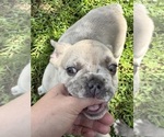 Puppy Twinnie mini French Bulldog
