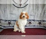 Puppy Stan Cavapoo