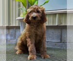 Small Photo #1 Irish Doodle Puppy For Sale in COATESVILLE, PA, USA