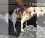 Small #2 Chihuahua