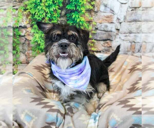 Medium Photo #2 Mutt Puppy For Sale in Kennesaw, GA, USA