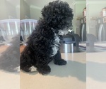 Puppy Puppy 3 Poodle (Toy)
