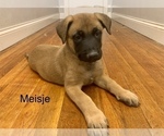 Small Photo #1 Belgian Malinois Puppy For Sale in DECATUR, AL, USA
