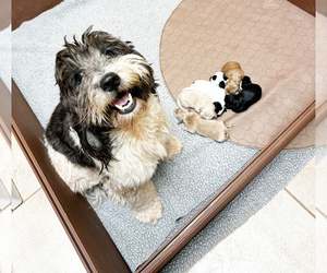 Mother of the Goldendoodle (Miniature) puppies born on 12/11/2025