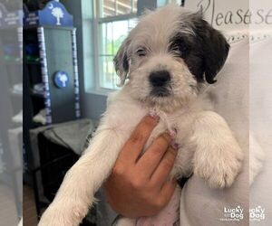 Mutt Dogs for adoption in Washington, DC, USA