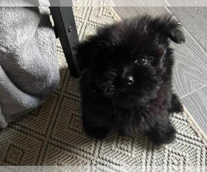 Ewokian Puppy for sale in ELKINS, AR, USA