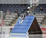 Small Photo #97 Border Collie Puppy For Sale in MOSIER, OR, USA