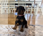Puppy Pink Girl Doberman Pinscher