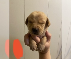 Labrador Retriever Puppy for sale in CEDAR VALE, KS, USA