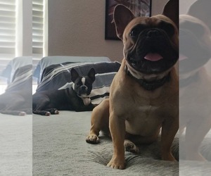 French Bulldog Puppy for sale in ALMA, AR, USA