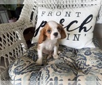 Small #9 Cavalier King Charles Spaniel