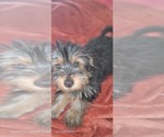 Small Photo #3 Yorkshire Terrier Puppy For Sale in AKRON, OH, USA