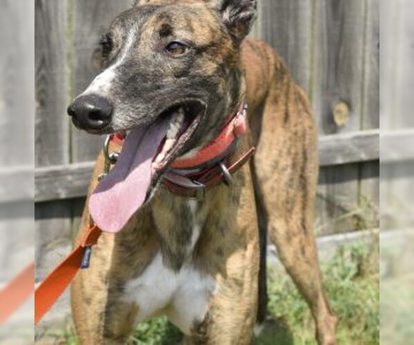 Medium Photo #1 Greyhound Puppy For Sale in Grandville, MI, USA