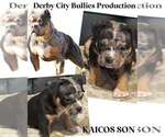 Puppy Puppy 1 American Bully