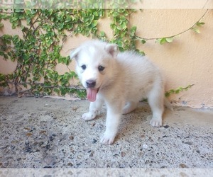 Siberian Husky-Timber Wolf Mix Puppy for sale in BROWNSVILLE, TX, USA