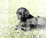 Small Photo #6 Labradoodle Puppy For Sale in ROBERTA, GA, USA