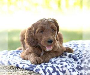 Irish Doodle Puppy for sale in CHAMBERSBURG, PA, USA