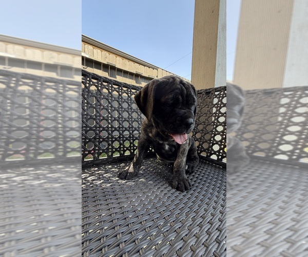 Medium Photo #2 Cane Corso-Mastiff Mix Puppy For Sale in NEW CANEY, TX, USA