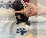 Small Photo #13 Cane Corso Puppy For Sale in LAVEEN, AZ, USA