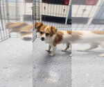 Small Mutt