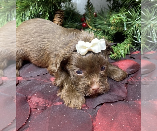 Medium Photo #3 Shorkie Tzu Puppy For Sale in SELLERSBURG, IN, USA