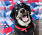 Small #1 Labrador Retriever Mix
