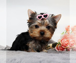 Small #2 Yorkshire Terrier