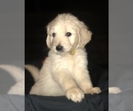 Small #61 Goldendoodle