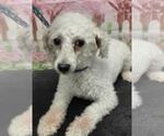 Small #5 Poodle (Miniature)