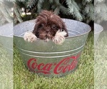 Small #2 Shih Tzu