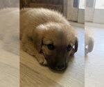 Small #2 German Shepherd Dog