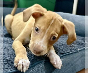 Chihuahua-Unknown Mix Dogs for adoption in Jefferson, NJ, USA