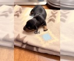 Small #3 Dachshund