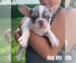 Small #1 French Bulldog