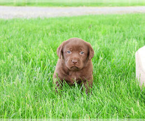 Labrador Retriever Puppy for sale in SYRACUSE, IN, USA