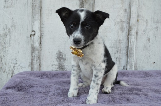 Medium Photo #5 Australian Cattle Dog Puppy For Sale in HONEY BROOK, PA, USA