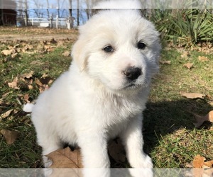 Great Pyrenees Puppy for sale in OSAGE BEACH, MO, USA