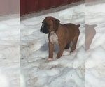 Small Photo #4 Boxer Puppy For Sale in AFTON, WY, USA