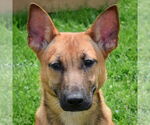 Small German Shepherd Dog Mix