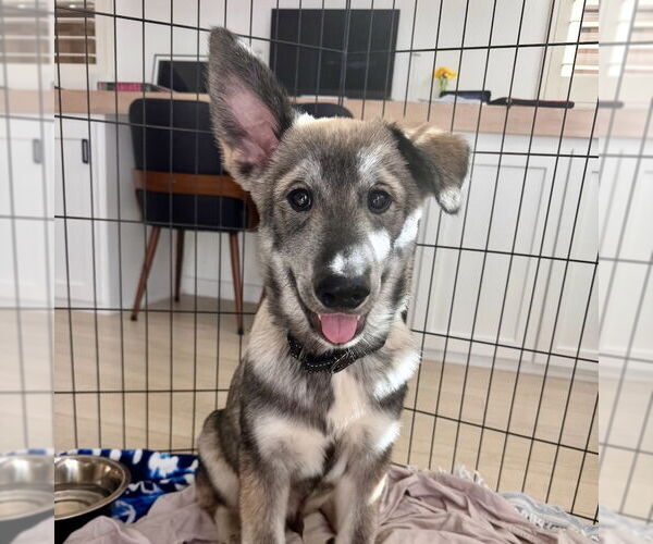 Medium Photo #4 Siberian Husky-Unknown Mix Puppy For Sale in San Juan Capistrano, CA, USA